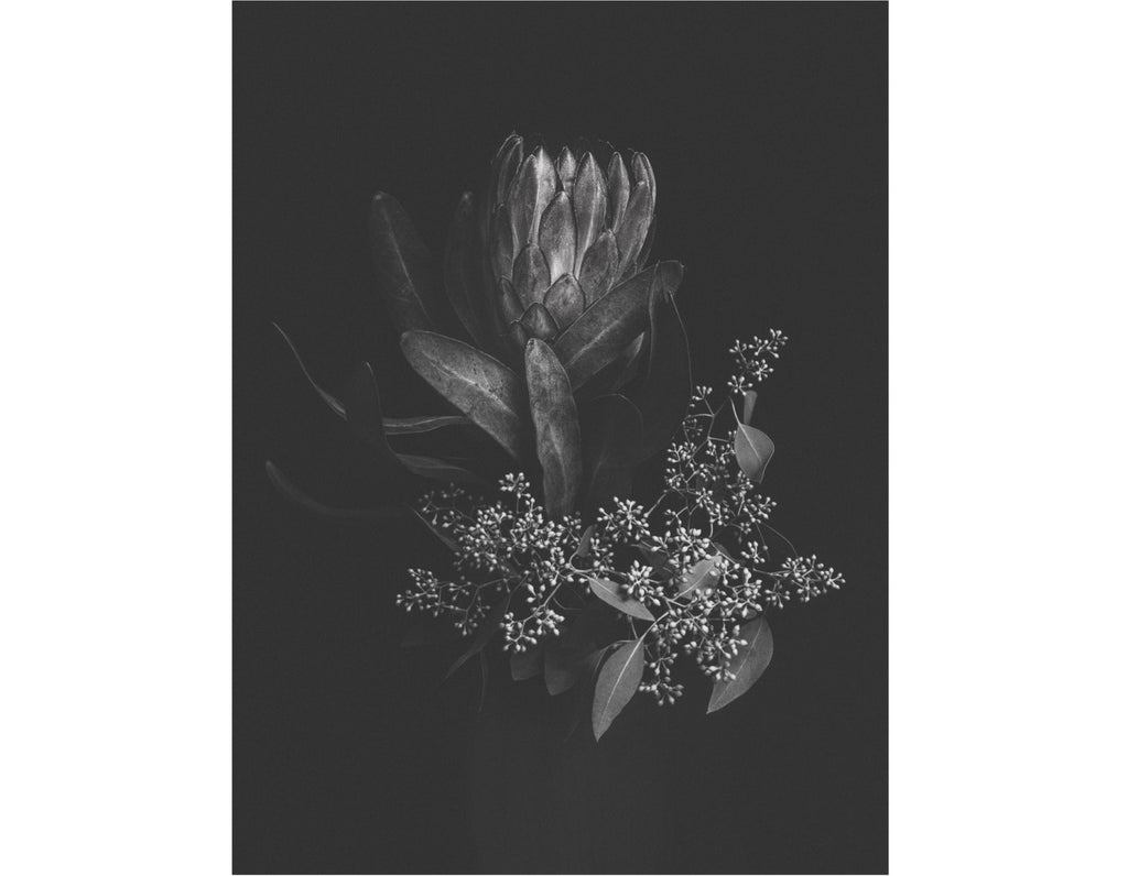 Pauli-Ann Carriere - Protea, Dark Florals Series