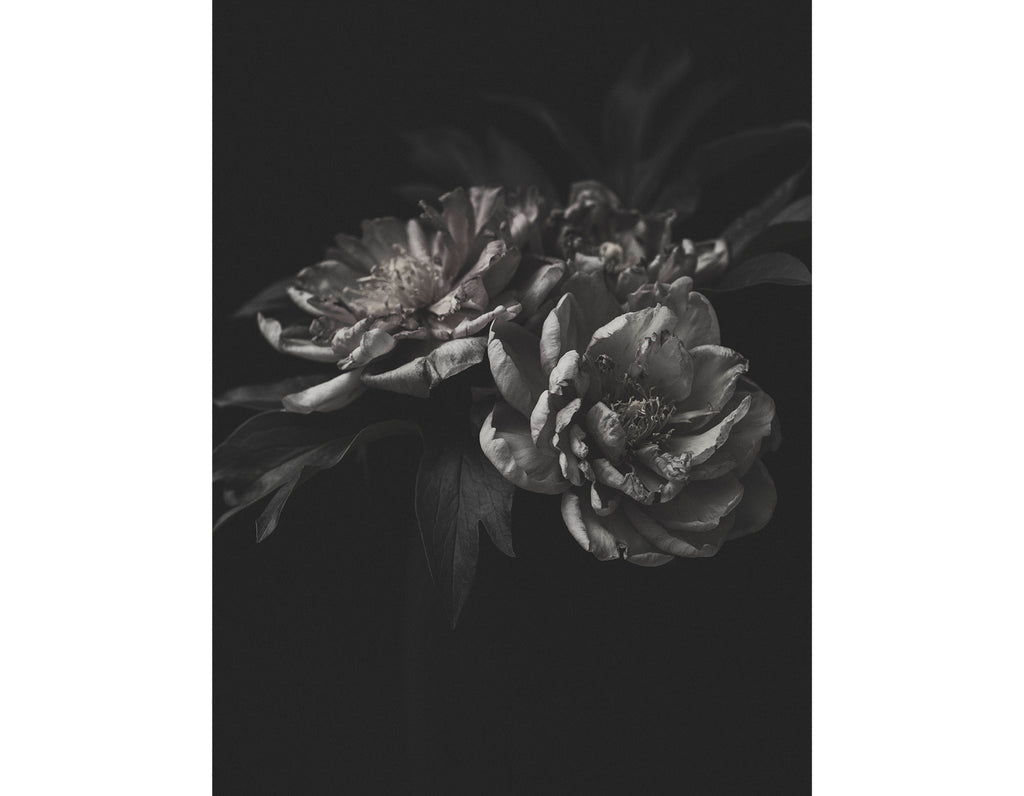 Pauli-Ann Carriere - Peony, Dark Florals Series